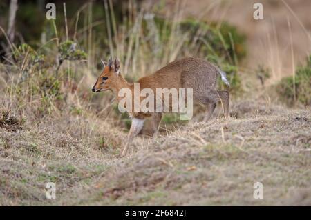 Bush Duiker (Sylvicapra Grimmia) maschio che cammina attraverso boschi aperti Bale Mountains NP, Etiopia Aprile Foto Stock