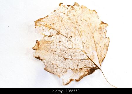 Primo piano di una foglia ampiamente decomposta di un Aspen on uno sfondo bianco Foto Stock