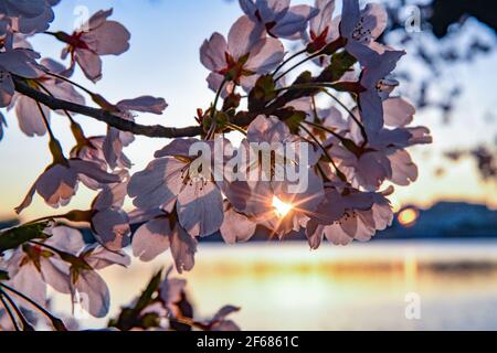 Washington DC, Stati Uniti. 30 Marzo 2021. Cherry Blossom Festival Washington DC 30 Marzo 2021 - i fiori hanno raggiunto la loro fase di picco (il 70% dei fiori di Yoshino Cherry ( Prunus x yedoensis ) sono aperti) Credit: Don Mennig/Alamy Live News Foto Stock