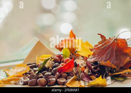 Luminoso sfondo autunnale di foglie cadute multicolore, castagne, bacche, ghiande sdraiate sul davanzale e illuminate dai raggi del sole, bokeh Foto Stock