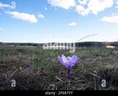 Primo piano di un crocus selvatico (Crocus tommasiniánus), che cresce in un paesaggio svedese Foto Stock