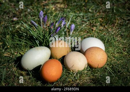 Sei diverse uova biologiche di colore libero su un prato al sole primaverile con fiori di primavera sullo sfondo Foto Stock