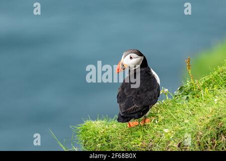 Famoso uccello faroese pulcinino closeup Foto Stock