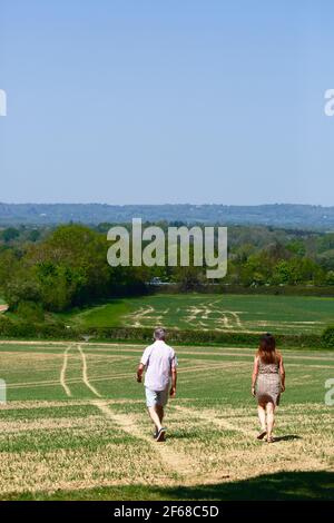 Escursionisti escursionisti attraverso il campo di grano appena piantato sul sentiero a lunga distanza Wealdway tra Bidborough e Haysden all'inizio dell'estate, Kent, Regno Unito Foto Stock