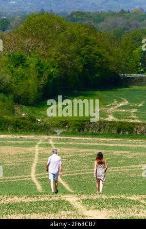 Escursionisti escursionisti attraverso il campo di grano appena piantato sul sentiero a lunga distanza Wealdway tra Bidborough e Haysden all'inizio dell'estate, Kent, Regno Unito Foto Stock