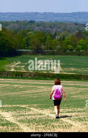 Donna trekking attraverso il campo di grano appena piantato sul Wealdway lunga distanza sentiero tra Bidborough e Haysden all'inizio dell'estate, Kent, Inghilterra Foto Stock