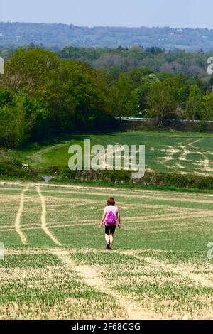 Donna trekking attraverso il campo di grano appena piantato sul Wealdway lunga distanza sentiero tra Bidborough e Haysden all'inizio dell'estate, Kent, Inghilterra Foto Stock