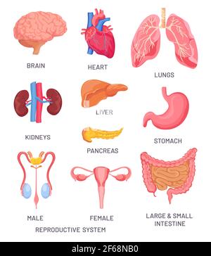 Organi umani. Cervello di cartone animato, pancreas e intestino. Sistema riproduttivo maschile e femminile. Organo interno per la serie di vettori didattici anatomici Illustrazione Vettoriale