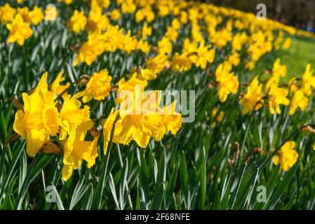 Banca dei narcisi dorati che fioriscono al sole primaverile nel marzo 2021 - Reading, Berkshire, Inghilterra, UK Foto Stock