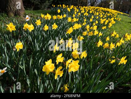 Banca dei narcisi dorati che fioriscono al sole primaverile nel marzo 2021 - Reading, Berkshire, Inghilterra, UK Foto Stock
