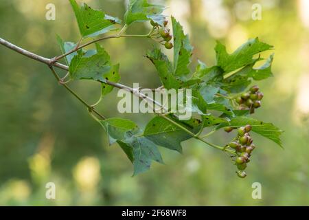 Guelder-rose, Viburnum Opulus twig con bacche e foglie Foto Stock