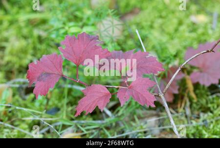 Guelder-rose, Viburnum Opulus twig nei colori autunnali Foto Stock