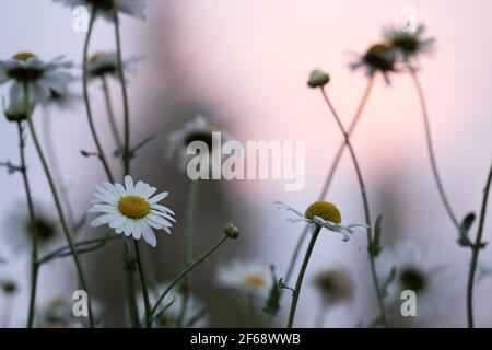 Bella foto di margherite di oxeye in fiore Foto Stock