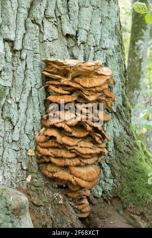 Polipo di zolfo, Laetiporus sulfureus che cresce su quercia grande Foto Stock