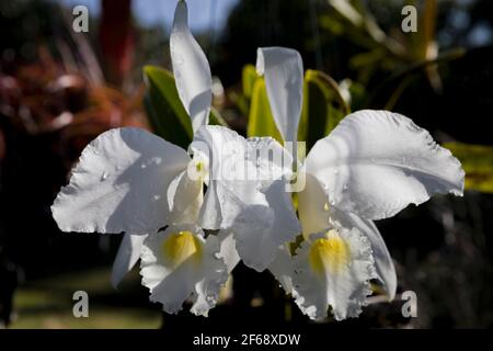 Bianco Orchid ibrido in Hawaii Foto Stock