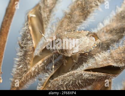 Schermo in bronzo, Troilus luridus Foto Stock