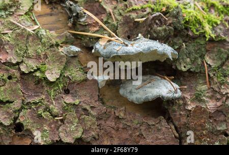 Primo piano di conifere blueing staffa, Postia caesia crescente su abete Foto Stock