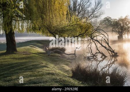 willow albero appeso su un laghetto nebbio. Quando mi trovo in proprietà pubblica o privata, sono disposto ad assumersi la piena responsabilità di qualsiasi diritto d'autore o diritto di passaggio Foto Stock