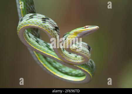 Primo piano foto di serpente di vite asiatico sull'albero filiale Foto Stock