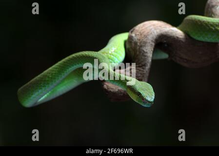 Vipera di buca bianco-lipped dell'isola in fondo scuro Foto Stock