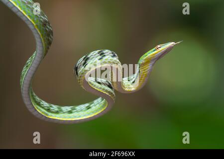 Primo piano foto di serpente di vite asiatico sull'albero filiale Foto Stock