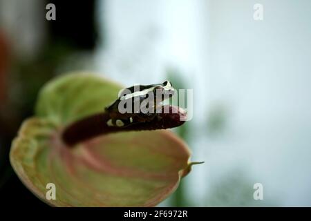 salvador, bahia / brasile - 30 giugno 2009: Rana è avvistata in un giardino nella città di Salvador. Foto Stock