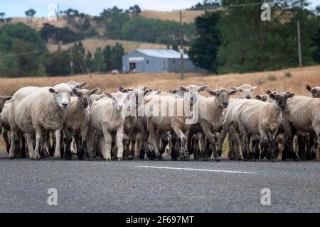 Sheep Walking lungo una strada vicino a Riversdale, Wairarapa, Isola del Nord, Nuova Zelanda Foto Stock