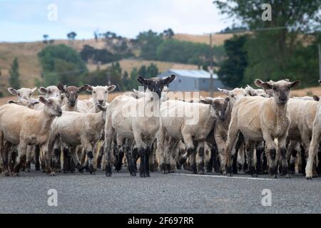 Sheep Walking lungo una strada vicino a Riversdale, Wairarapa, Isola del Nord, Nuova Zelanda Foto Stock