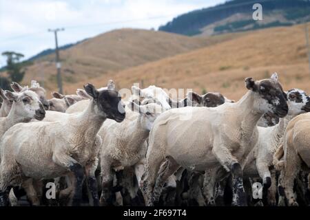 Pecore che corrono lungo una strada vicino a Riversdale, Wairarapa, Isola del Nord, Nuova Zelanda Foto Stock