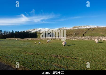 Pascolo delle pecore in inverno a Wensleydale, Yorkshire Dales National Park Foto Stock
