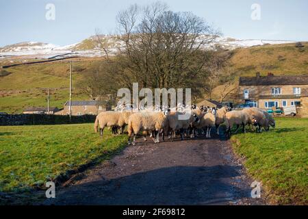 Pecore in una fattoria vicino a Sedbusk, Yorkshire Dales National Park Foto Stock