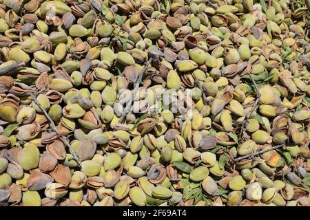 Mandorle fresche raccolte secche con guscio. Immagine di sfondo. Foto Stock