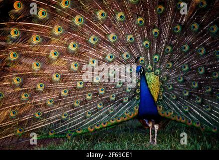 Peacock; Audubon Giardino di palude, Magnolia Plantation vicino a Charleston, Carolina del Sud, STATI UNITI D'AMERICA Foto Stock