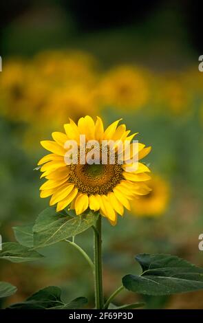 Girasole in campo in Toscana, Italia Foto Stock