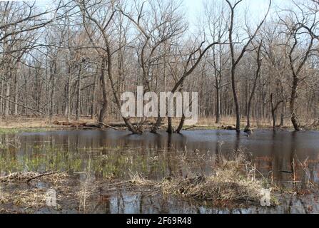 Effimero stagno a Somme Woods con germogli verdi in acqua a Northbrook, Illinois in primavera in un giorno limpido Foto Stock