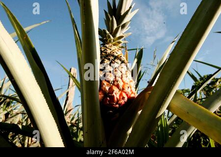 Eunapolis, bahia / brasile - 30 dicembre 2009: Piantagione di ananas in una fattoria nella città di Eunapolis. *** Local Caption *** Foto Stock