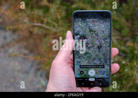 Ottawa, Ontario, Canada - 30 marzo 2021: Un utente di smartphone utilizza Google Lens per identificare un impianto, un bush comune Juniper. Foto Stock