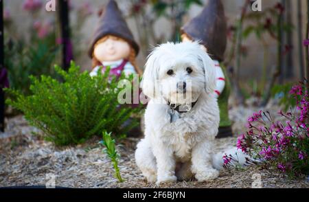 Cane bianco Foto Stock