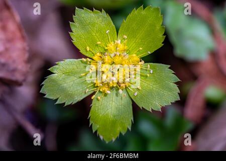 Pianta di Hacquetia che cresce in foresta Foto Stock