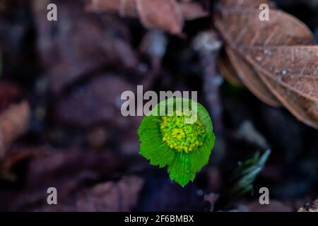 Hacquetia epipactis pianta che cresce in foresta, primo piano Foto Stock