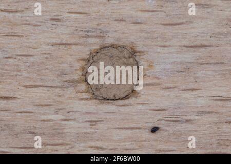 Große Stängelwespe, Stängelwespe, Lehmwespe, Mauer-Lehmwespe, Mauerlehmwespe, Weibchen, Nestverschluss mit Lehm, Nest, Nestverschlüsse, Neströhre, NIS Foto Stock