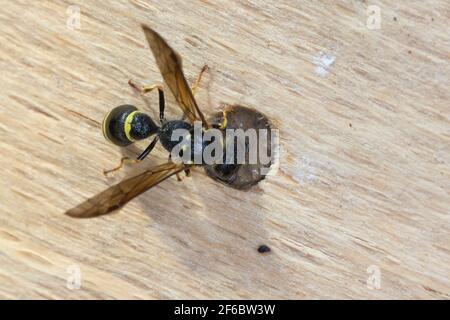 Große Stängelwespe, Stängelwespe, Lehmwespe, Mauer-Lehmwespe, Mauerlehmwespe, Weibchen, Nestverschluss mit Lehm, Nest, Nestverschlüsse, Neströhre, NIS Foto Stock