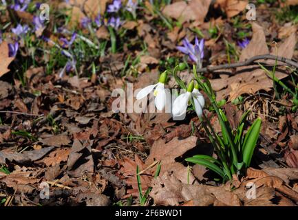 Snowdrops e bluebells con uno spazio di copia. Foto Stock