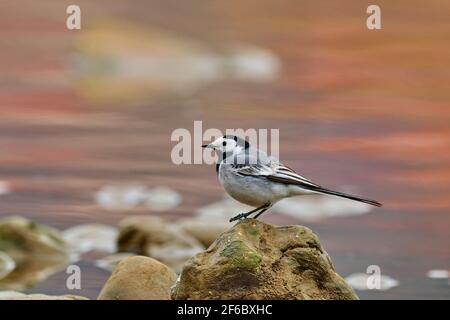 Waggail seduto su una pietra. Sfondo colorato, acqua sfocata nel fiume. Luce del mattino. Genere specie Motacilla alba . Foto Stock