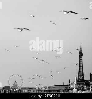 Un gregge di gabbiani di aringhe (Larus argentatus) Blackpool, Lancashire, Inghilterra, Regno Unito Foto Stock