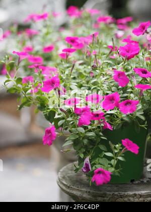 Wave dark pink Cascade color, Nome di famiglia Solanaceae, Nome scientifico Petunia Hybrid Vilm, grandi petali monostrato grandiflora Single flower in gre Foto Stock