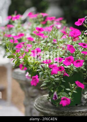 Wave dark pink Cascade color, Nome di famiglia Solanaceae, Nome scientifico Petunia Hybrid Vilm, grandi petali monostrato grandiflora Single flower in gre Foto Stock