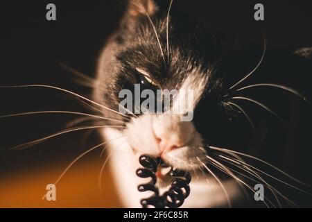 gatto nero con collo bianco e zampe e occhi gialli guarda nella camera masticando su un elastico di plastica. seduto in una stanza buia sull'arancione Foto Stock