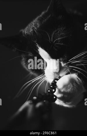 gatto nero con collo bianco e zampe e occhi gialli guarda nella camera masticando su un elastico di plastica. seduto in una stanza buia sull'arancione Foto Stock