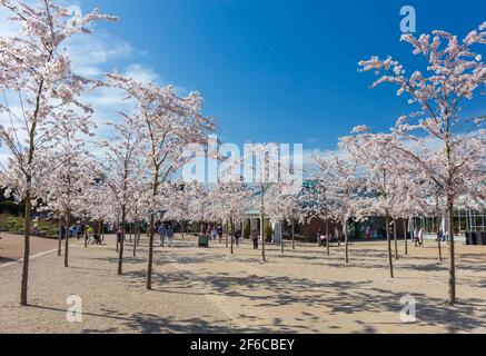 Ingresso RHS Wisley con alberi di ciliegio in fiore. Foto Stock